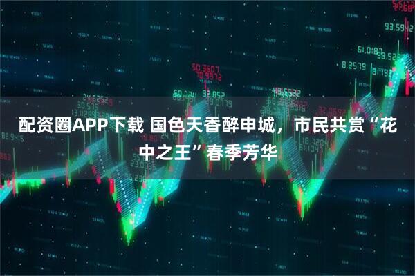 配资圈APP下载 国色天香醉申城，市民共赏“花中之王”春季芳华